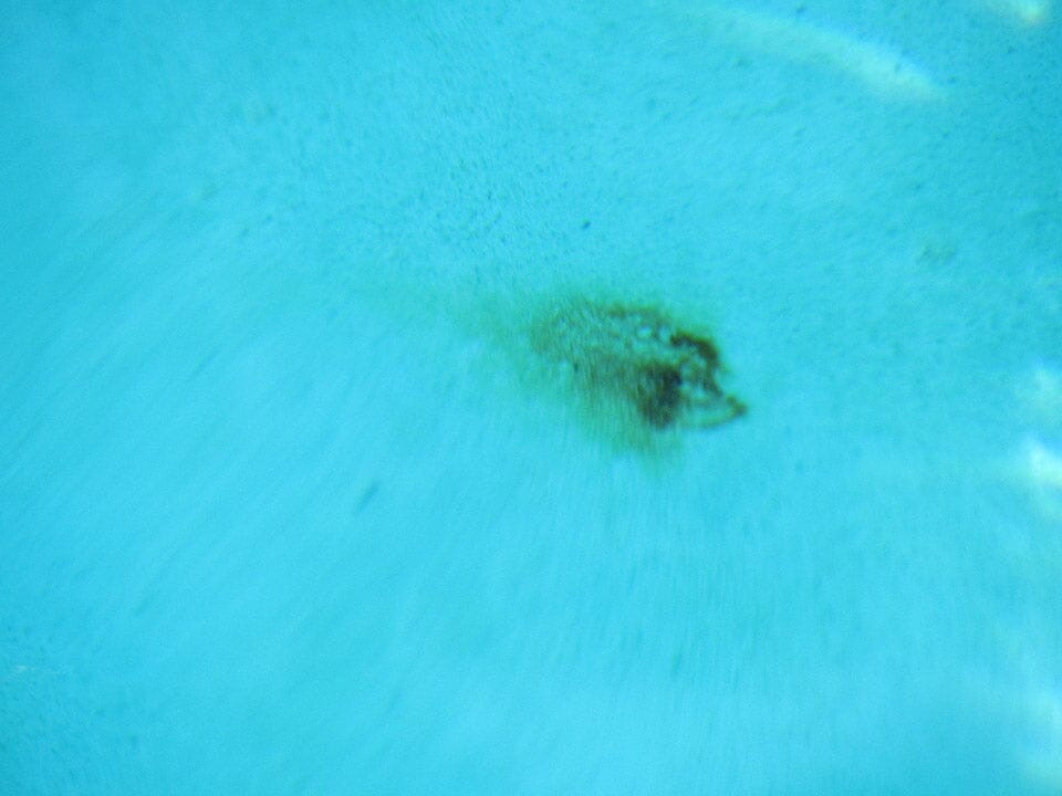 What are the dark brown and orange spots on the bottom of my pool caused by